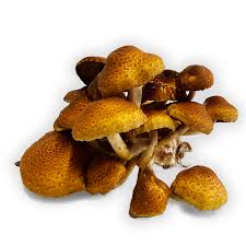Chestnut Mushroom 1/4 lb.