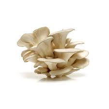 Italian Oyster Mushroom 1/4 lb.