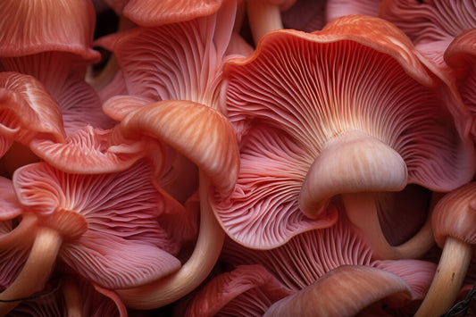 Pink Oyster Mushroom 1/4 lb.